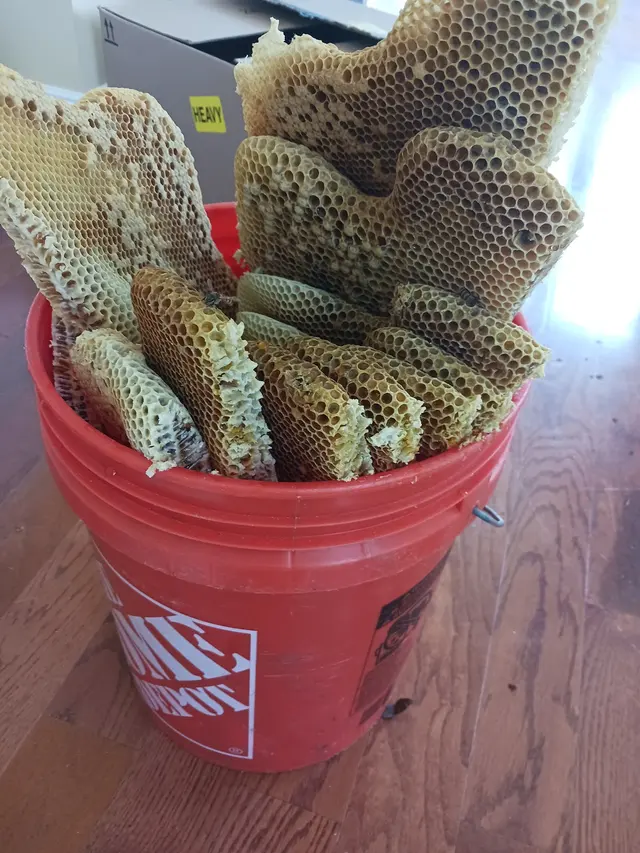 Brent's Honey Bee Rescue and Removal — customer photo 2