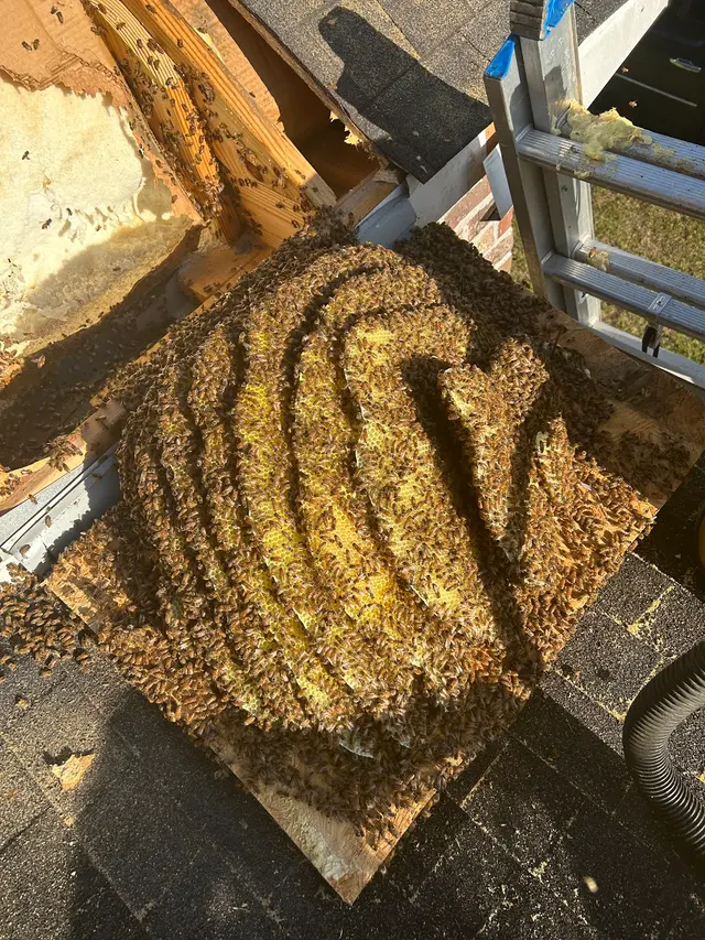 Brent's Honey Bee Rescue and Removal — customer photo 11