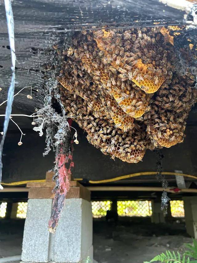 Brent's Honey Bee Rescue and Removal — photo from the business 9