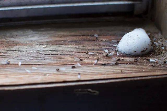 Sims Pest Control — photo from the business 2
