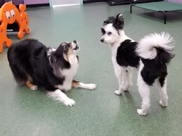 Yuppie Puppie Play Care — photo from the business 2