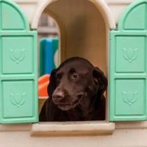 Yuppie Puppie Play Care — photo from the business 3