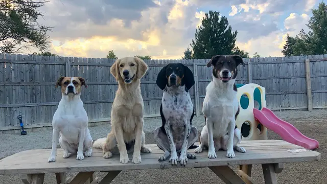 Yuppie Puppie Play Care — photo from the business 1