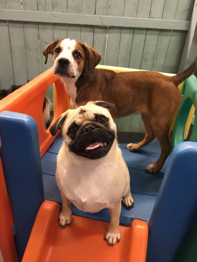 Yuppie Puppie Play Care — photo from the business 10