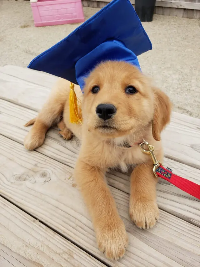 Yuppie Puppie Play Care — photo from the business 5