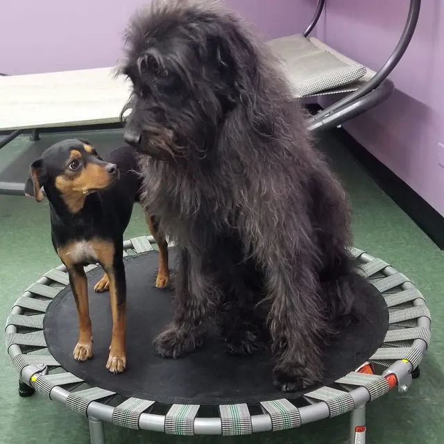Yuppie Puppie Play Care — photo from the business 11