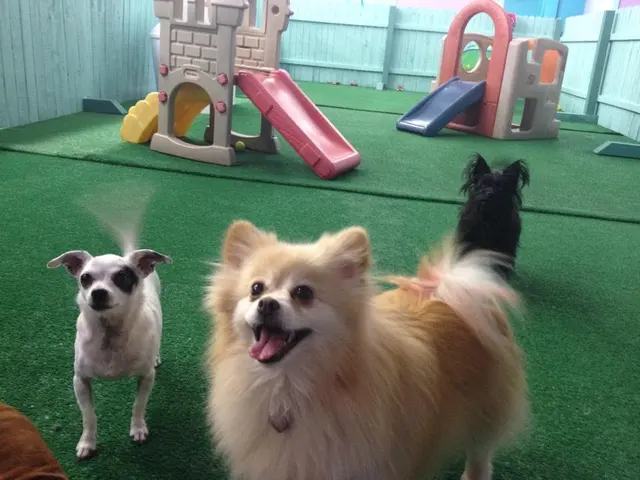 Yuppie Puppie Play Care — photo from the business 8