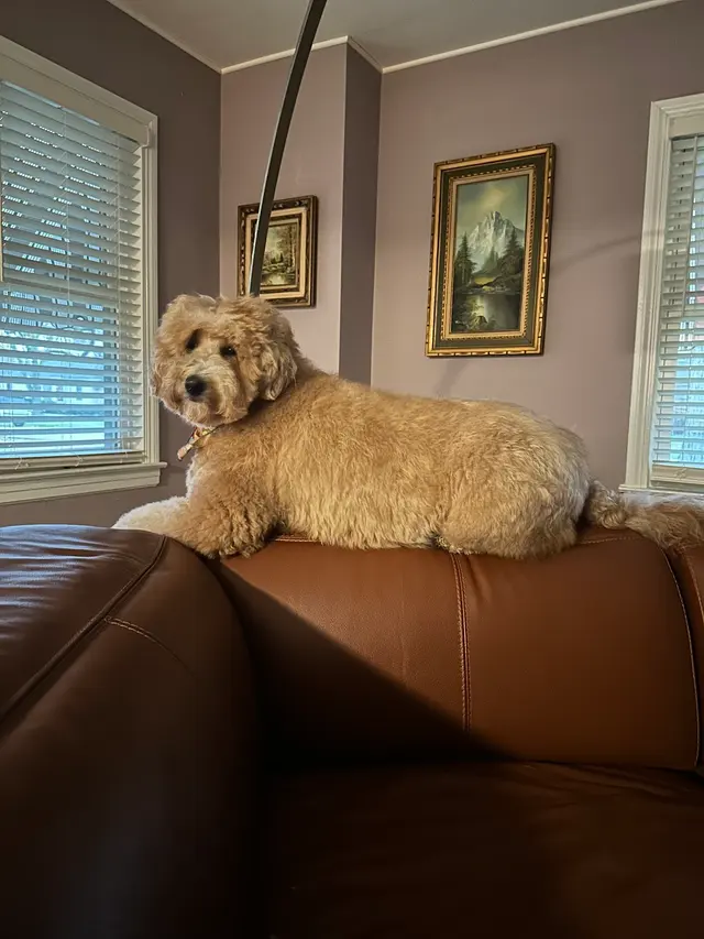 Yuppie Puppie Play Care — customer photo 12