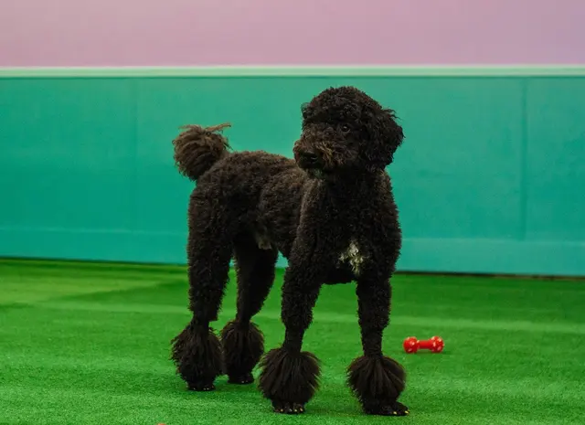 Yuppie Puppie Play Care — photo from the business 9