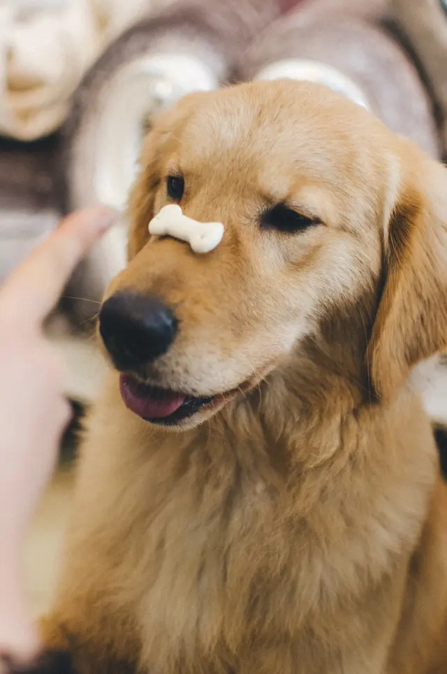 Yuppie Puppie Play Care — photo from the business 6