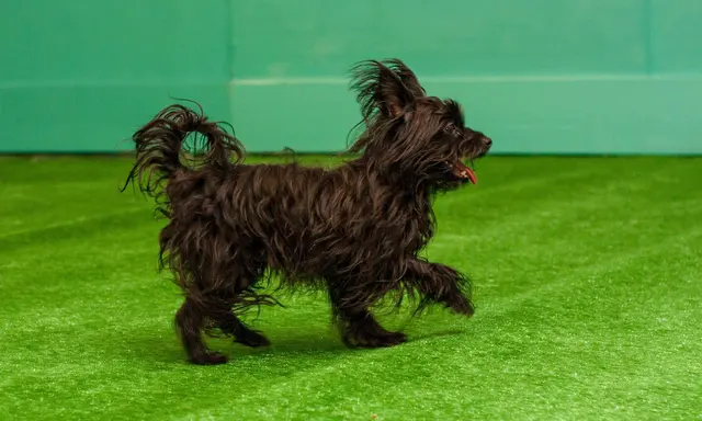 Yuppie Puppie Play Care — photo from the business 4