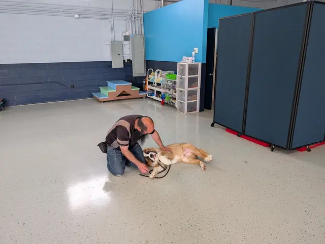 Dog Training Now — photo from the business 4