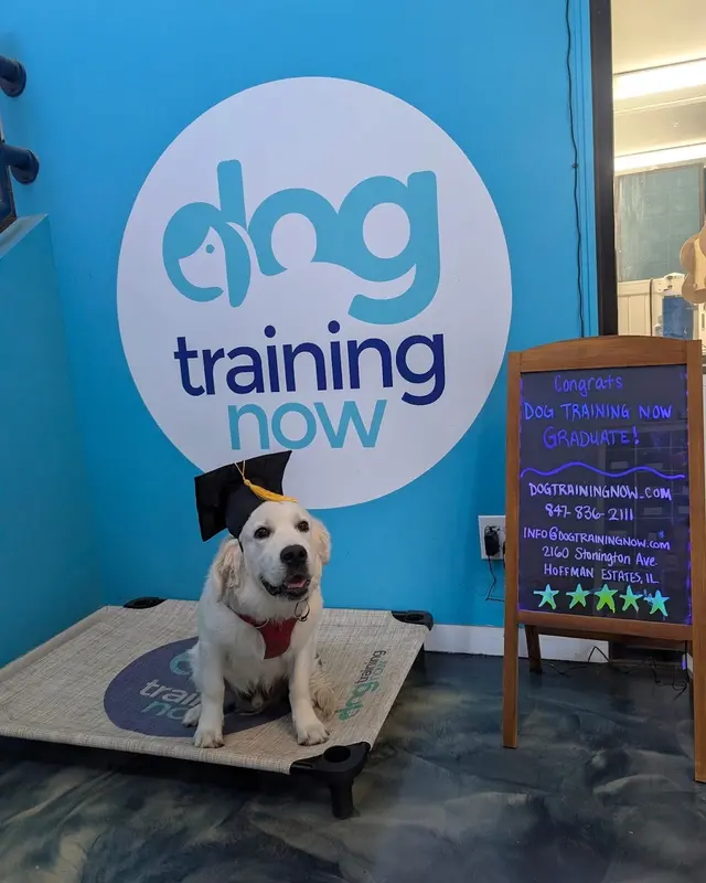 Customer photo of work by Dog Training Now, from Tim Struckmeier's review