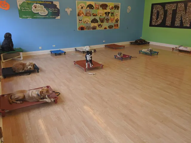 Dog Training Now — photo from the business 9