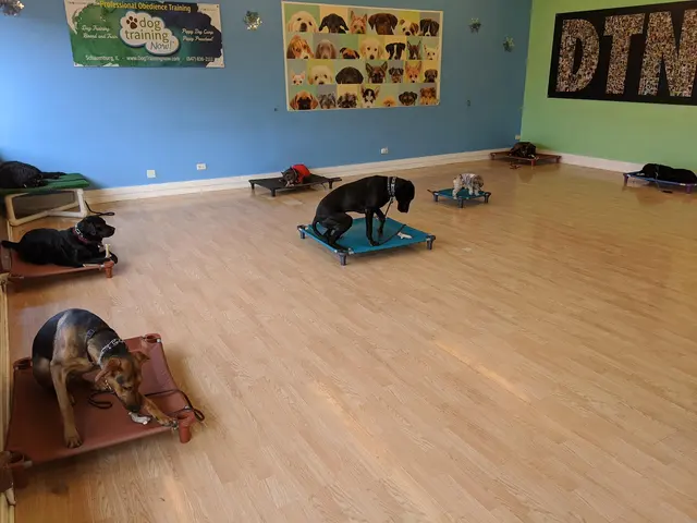 Dog Training Now — photo from the business 2
