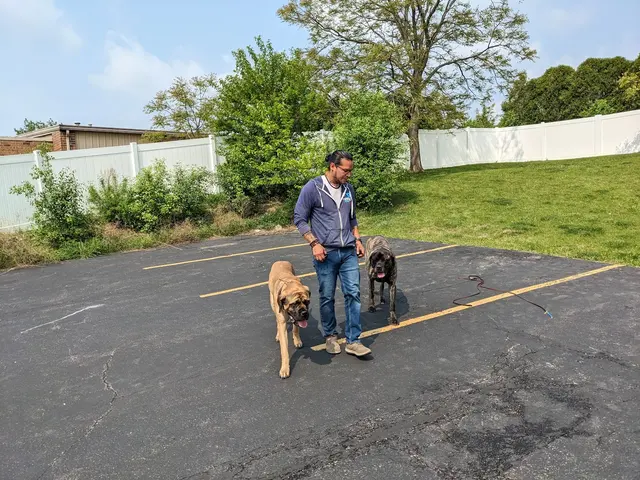 Dog Training Now — photo from the business 10