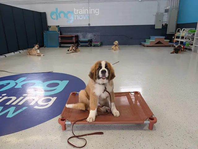 Dog Training Now — photo from the business 11