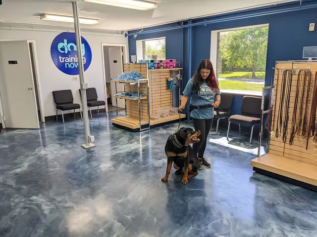 Dog Training Now — photo from the business 6
