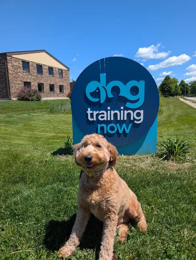 Dog Training Now — photo from the business 5
