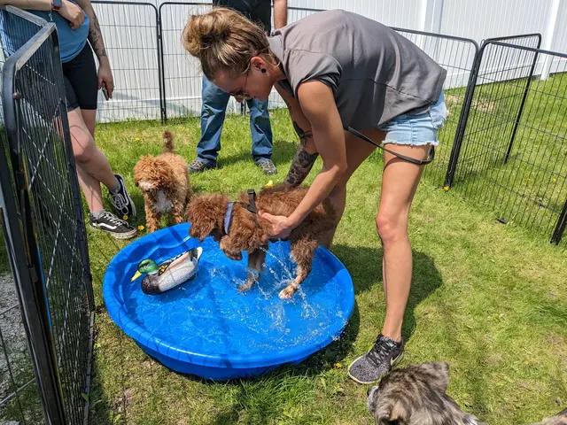 Dog Training Now — photo from the business 7
