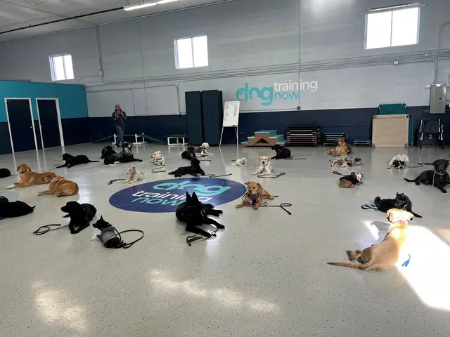 Dog Training Now — photo from the business 3