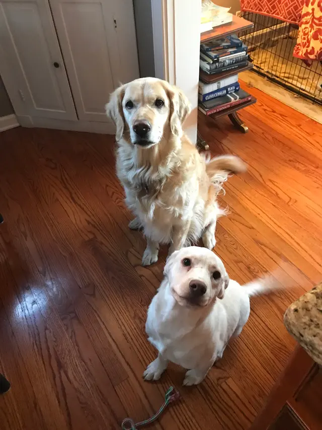 Professional Pet Sitters inc — photo from the business 1