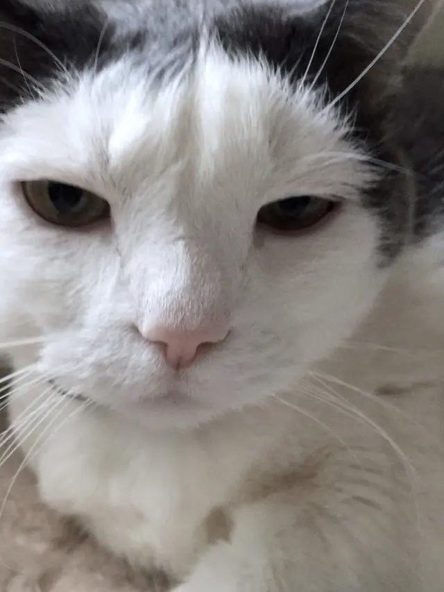 Professional Pet Sitters inc — photo from the business 11