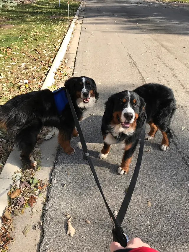 Professional Pet Sitters inc — photo from the business 7