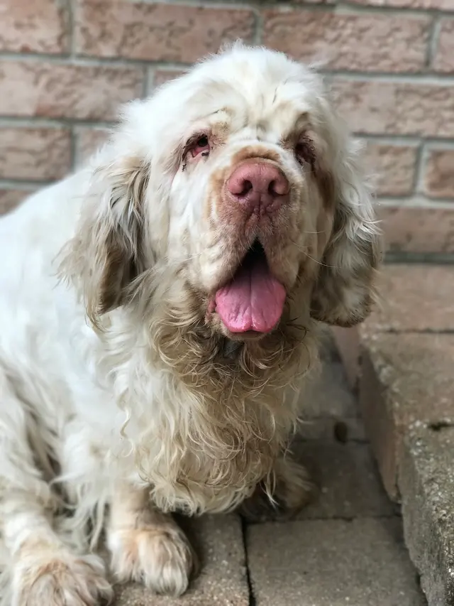 Professional Pet Sitters inc — photo from the business 3