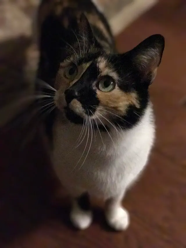 Professional Pet Sitters inc — photo from the business 5