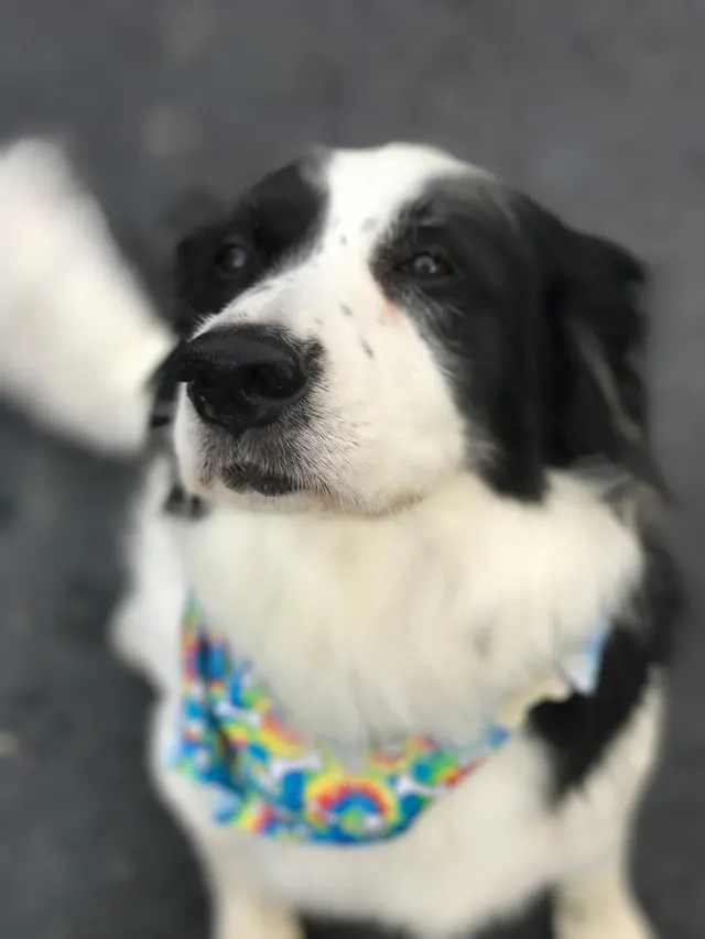 Professional Pet Sitters inc — photo from the business 6