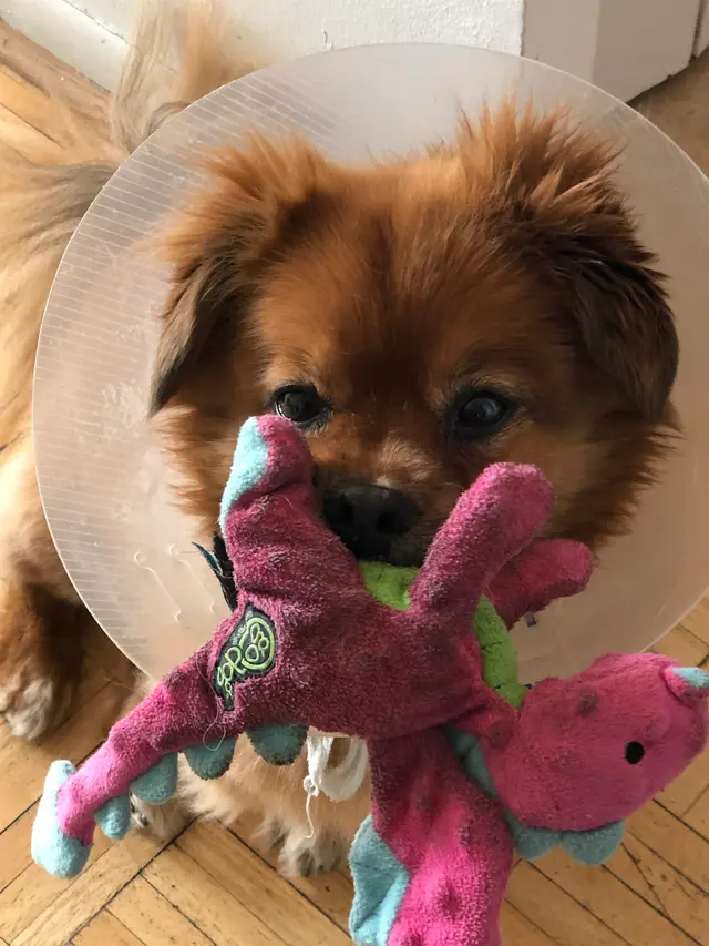 Professional Pet Sitters inc — photo from the business 9
