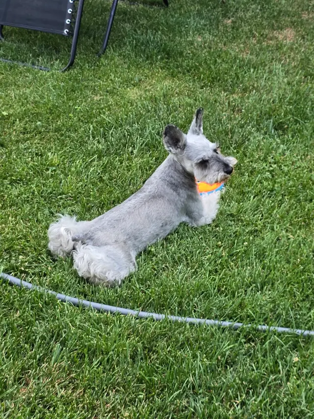 Lucky Paws Pet Care — photo from the business 7