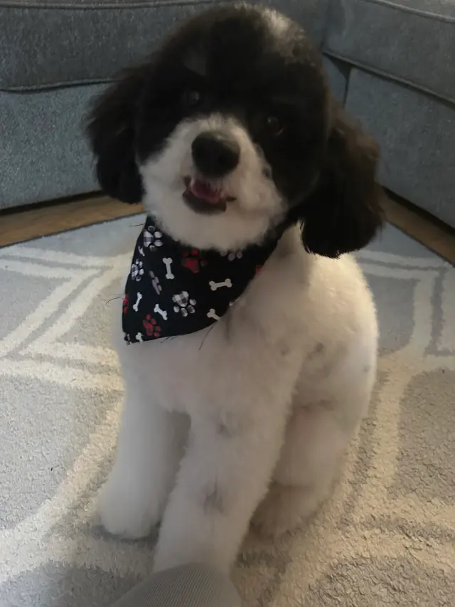 Lucky Paws Pet Care — customer photo 5