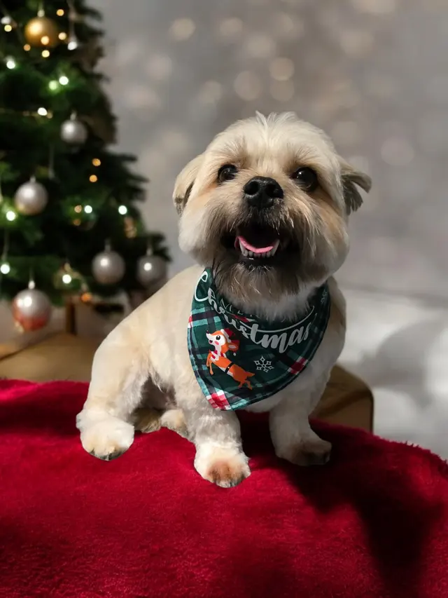 Lucky Paws Pet Care — photo from the business 2