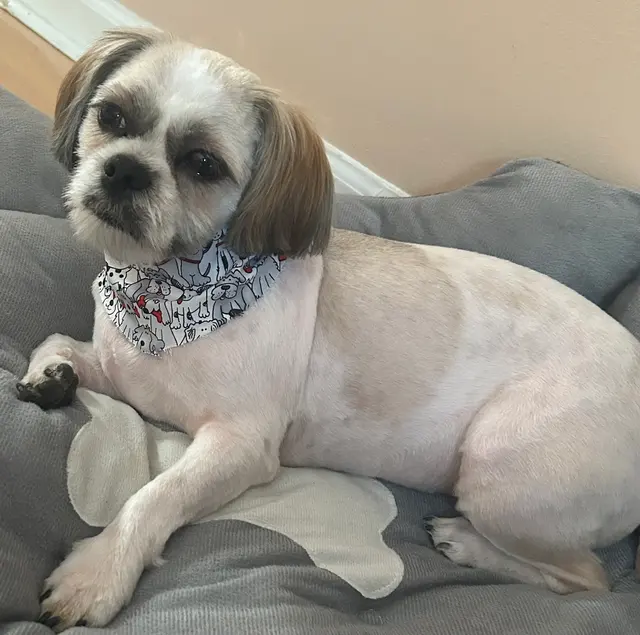 Lucky Paws Pet Care — customer photo 4