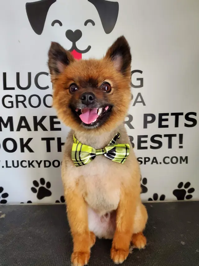 Lucky Paws Pet Care — photo from the business 3