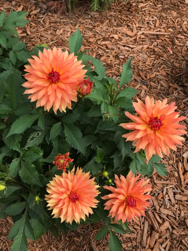 Cardinal Landscaping, Maintenance & Snow Removal — photo from the business 8