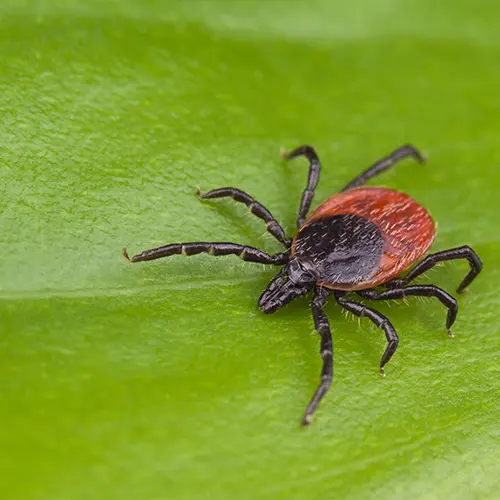 Viking Pest Control — photo from the business 12