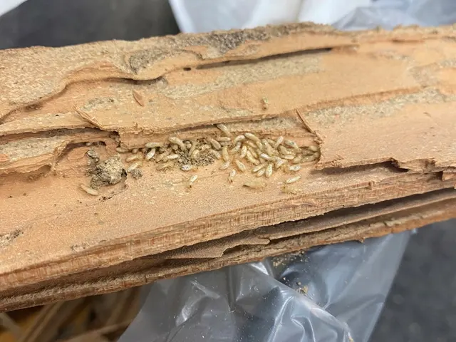 Viking Pest Control — photo from the business 11