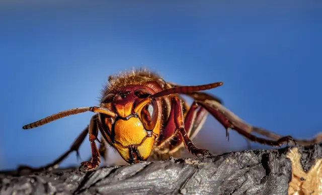 Viking Pest Control — photo from the business 8