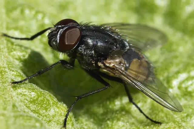 Viking Pest Control — photo from the business 6