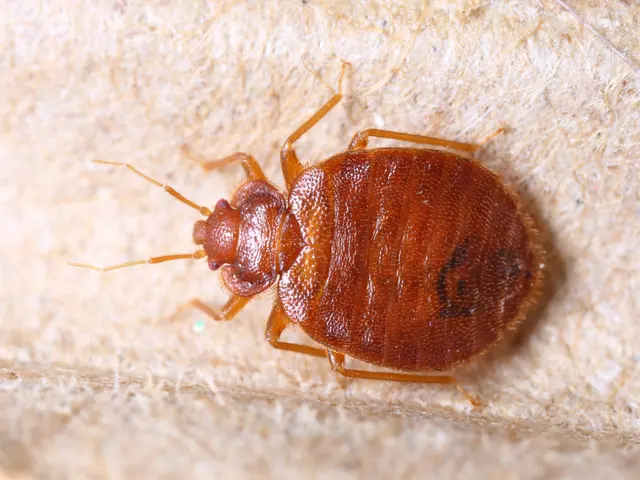 MiteBuster BedBug & Pest Control — photo from the business 2