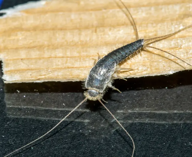 Western Pest Services — photo from the business 4