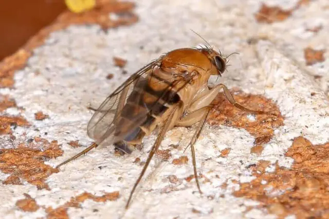 Western Pest Services — photo from the business 10