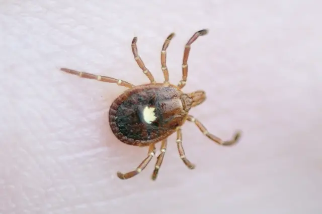 Western Pest Services — photo from the business 6