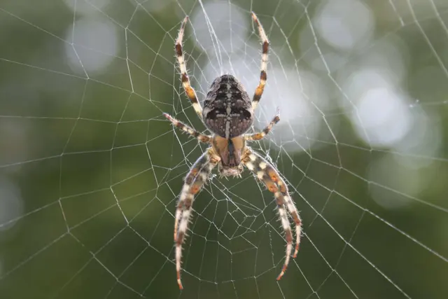 Western Pest Services — photo from the business 7