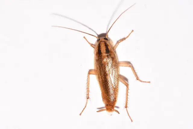 Western Pest Services — photo from the business 8