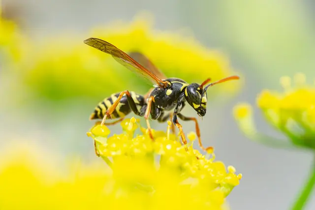 Western Pest Services — photo from the business 3