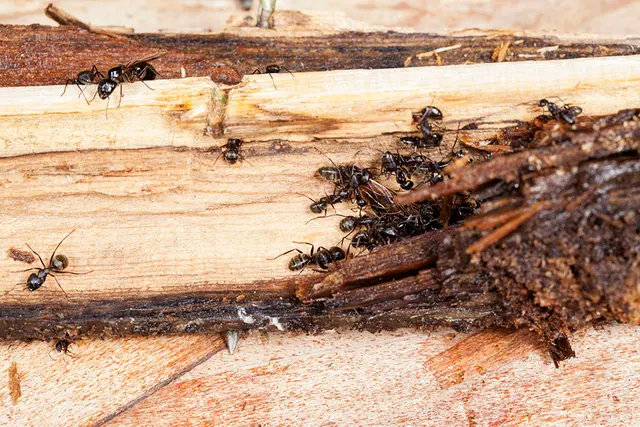 Western Pest Services — photo from the business 11